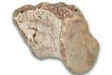 Triassic Fossil Phytosaur Vertebra - New Mexico #325134-1